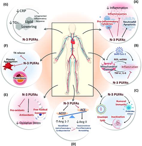 Potential cardioprotective mechanisms of n-3 PUFAs in the setting of... | Download Scientific ...