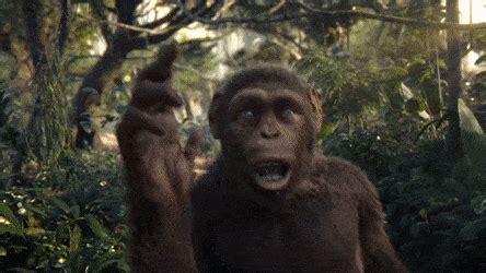 Monkey Gif - IceGif