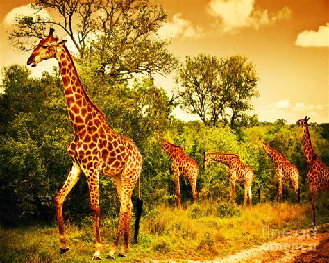 South African giraffes Photograph by Anna Om