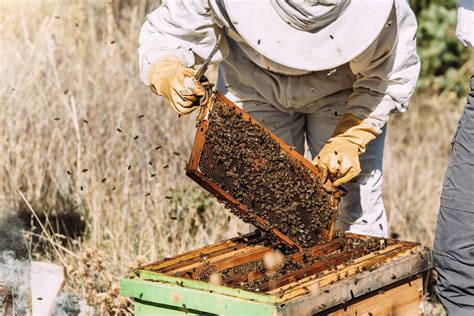 How to Harvest Honey (with Checklist) | Chook City