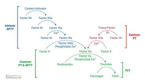 The Revised Coagulation Cascade - LearnHaem | Haematology Made Simple