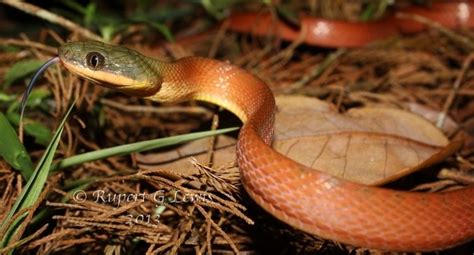 Boiga nigriceps - Alchetron, The Free Social Encyclopedia