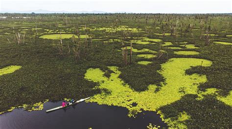 #PeatlandsinPhilippines! In the Philippines the Agusan Marsh and the ...