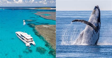 Best Reef & Whale Watching Tour In Australia