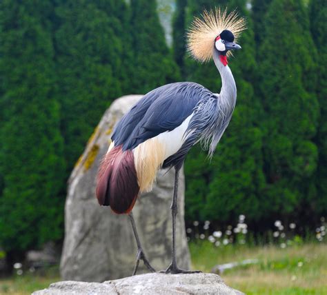 East African Crowned Crane - Cougar Mountain Zoo