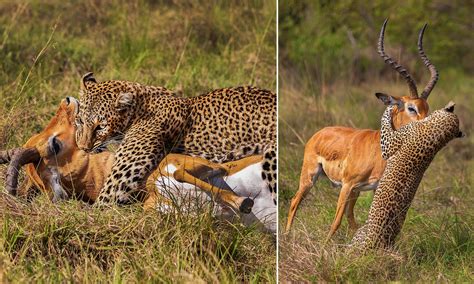 Rare Encounter: Photographer Captures Jaw-Dropping Moment of Leopard ...