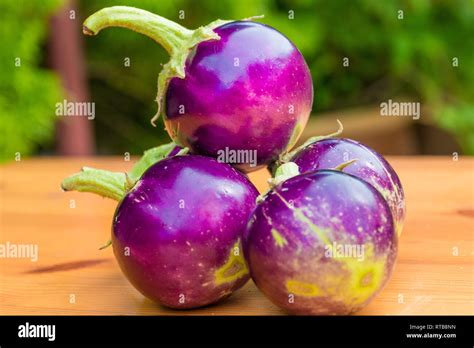 Great close-up view of a bunch of small round purple Thai eggplants (Solanum melongena) with ...