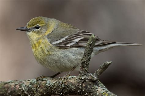 Pine Warbler (female-spring) – Jeremy Meyer Photography