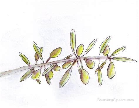 BoundingSquirrel-Watercolour Art by Clare Walker: Olive Branch Sketch ...