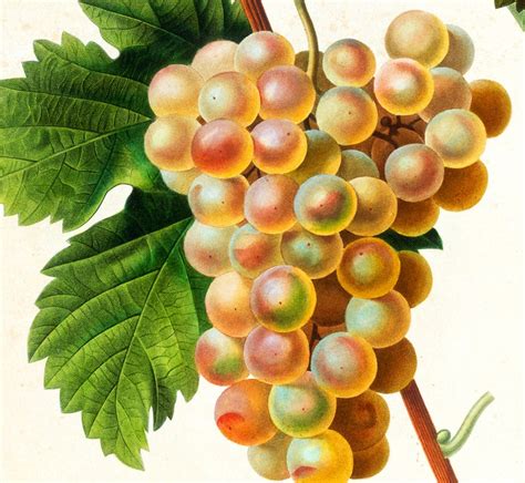 Gold Grape Printable Wall Art Vintage Botanical Grapevine - Etsy UK