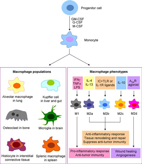 Role of macrophages in Wallerian degeneration and axonal regeneration after peripheral nerve ...