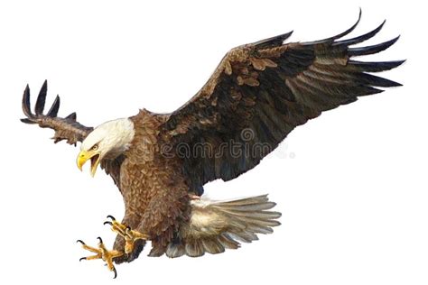 Bald Eagle Attack Vector Illustration. Stock Vector - Illustration of drawing, claws: 73314617