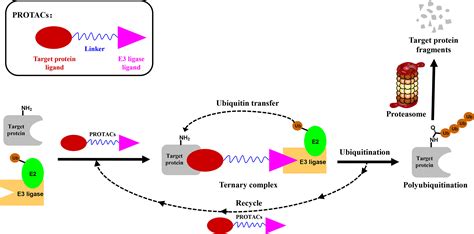 Frontiers | Targeting Oncoproteins for Degradation by Small Molecule-Based Proteolysis-Targeting ...