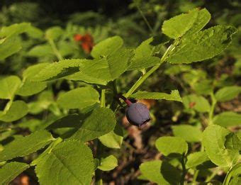 Growing Blueberry Bushes: A Guide to Bush Varieties