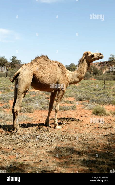 Camel simpson desert hi-res stock photography and images - Alamy