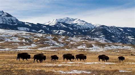 American bison or buffalo migration in winter, Yellowstone National Park, Montana, USA | Windows ...