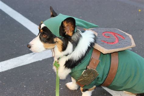 Had A Rough Day? Here's A Cosplaying Corgi | Zelda dog, Corgi, Cosplay