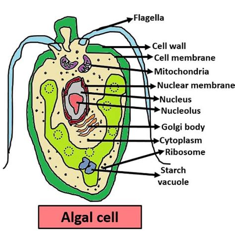 Major Groups of Microorganisms - Types, Comparison Chart & Significance - Biology Reader