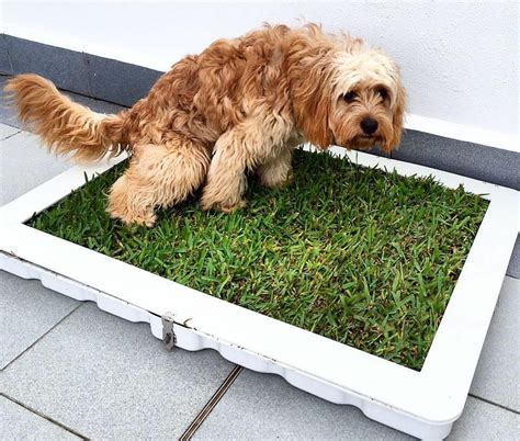 Potty Plant - Easy Dog Toilet Training | Australian Dog Lover