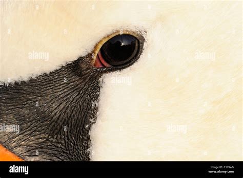 Mute Swan (Cygnus olor), close up of the eye Stock Photo - Alamy