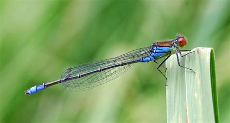 New Damselfly Sharing Habitat with UK Natives | Current Science Daily