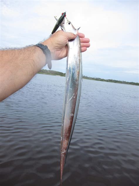 Saltwater Fish | Just Kayak Fishing