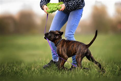 The Best Boxer Dog Training Advice You'll Ever Get (10 Tips That Actually Work) | Boxer Dog Diaries