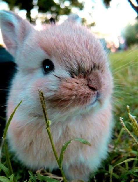 Fluffy Baby Bunnies | Amazing Wallpapers