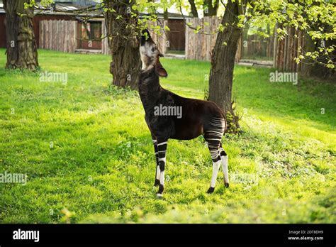 Okapi Eating Leaves High Resolution Stock Photography and Images - Alamy