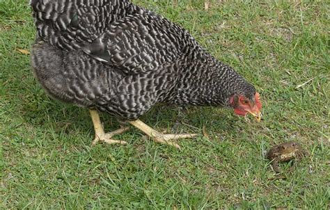 Cuckoo Maran Vs Barred Rock