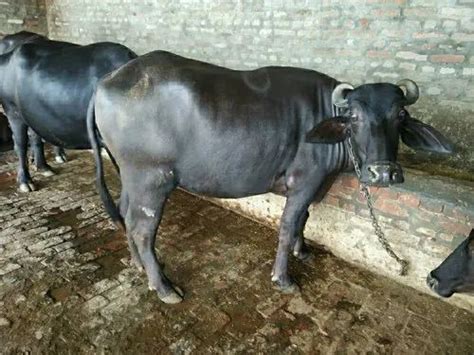 1.5 Yrs Women Female Murrah Buffalo Calf at ₹ 38000/piece in Karnal ...