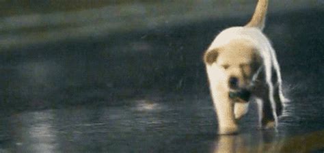 Dog Running GIF - Find & Share on GIPHY