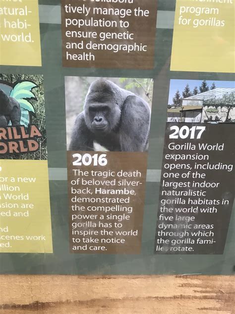 When you go to the Cincinnati zoo to see Harambe. : r/Harambe