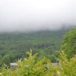 Close up of a Hardwood Tree at Stone Valley Trail | Nature Up North