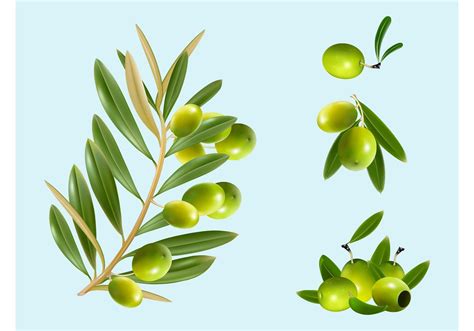 Olive Branch Free Vector Art - (2314 Free Downloads)