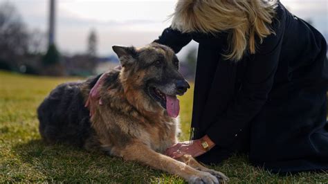 Biden family dogs Champ and Major arrive at the White House | US News ...