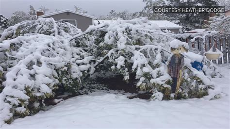 Late-May snowfall blankets Colorado, downs trees | 9news.com