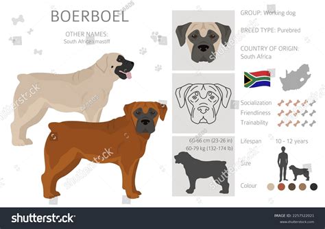 Boerboel Clipart Different Coat Colors Poses Stock Vector (Royalty Free ...