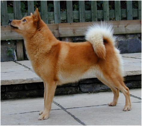 Finnish Spitz - Puppies, Breeders, Temperament, Facts, Pictures, Price | Animals Breeds