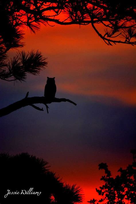 owl silhouette sunrise sun set new olw by Abraphotodabra | Night ...