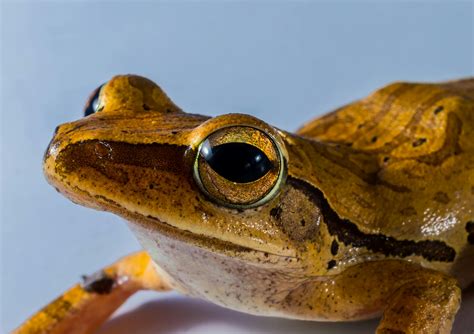 Brown Frog Surrounded by Green Floating Pants on Water · Free Stock Photo