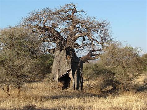 Baobab Tree photo, Tarangire National Park Tanzania Africa