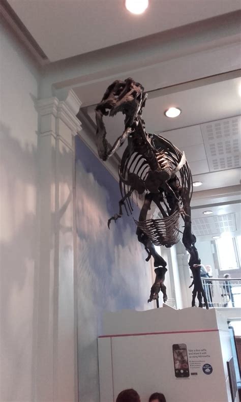 Gorgosaurus Skeleton Cast - ZooChat