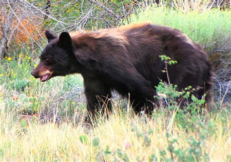 Black Bear, Great Sand Dunes National Park | NPS/Patrick Mye… | Flickr