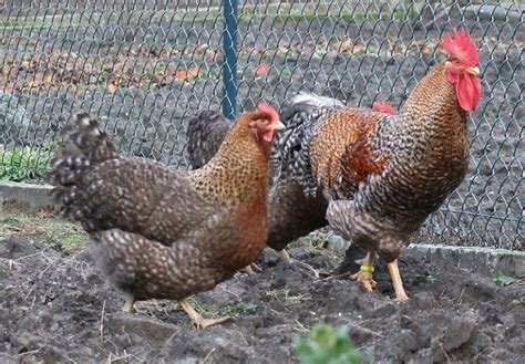 Bielefelder Chicken Breed: The Complete Guide - Eco Peanut