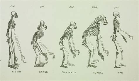 Homologous/Analogous Structures & Vestigial Traits Science Reading, Science Articles, Prehistory ...