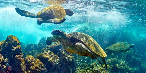 Turtle World | Maui, Hawaii