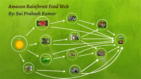 Amazon Rainforest Food Web by Sai Prakash Kumar on Prezi