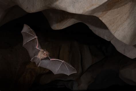 Microbats – Bat Conservation and Rescue QLD Inc