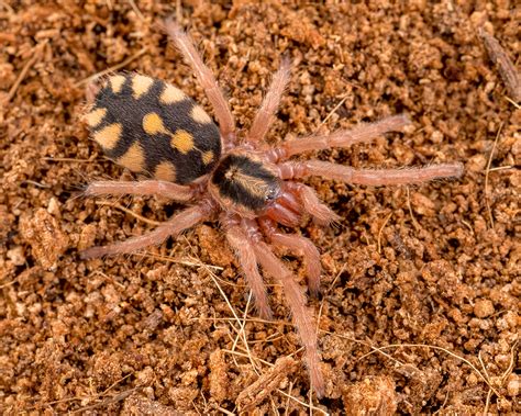 Hapalopus sp. Colombia large & small | Arachnoboards